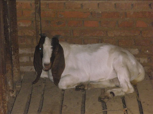 ɽN